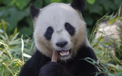 Pairi Daiza s’adapte aux nouveaux défis énergétiques