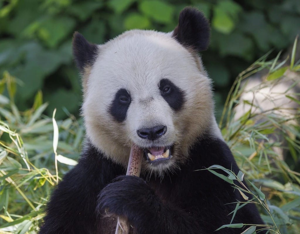 Pairi Daiza - Panda - Zoological park